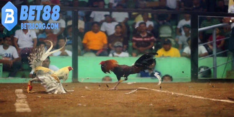 Đá gà trực tiếp C3 chuyên nghiệp