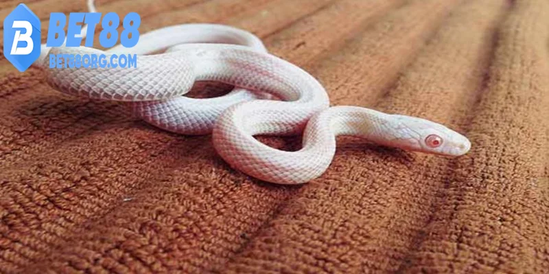 Nằm mơ thấy rắn theo màu sắc và hành vi