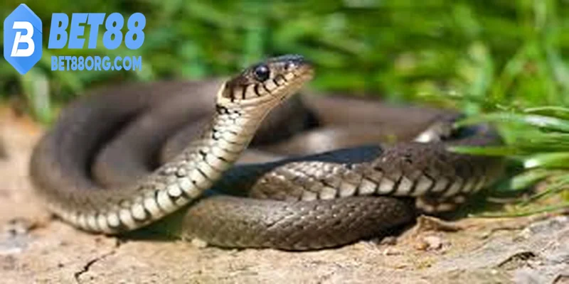 Nằm mơ thấy rắn liên tục – Cảnh báo từ bên trong hay điềm định mệnh