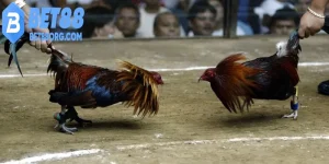Trực tiếp đá gà thomo 67